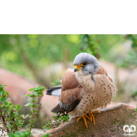 دلیجه کوچک Lesser Kestrel